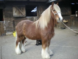 Horse